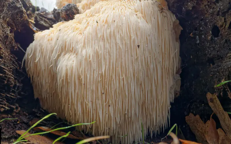 lion's mane paddenstoel